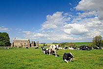 Friesian / Holstein dairy cows on pasture with Binham Priory in background. Norfolk, UK, May.