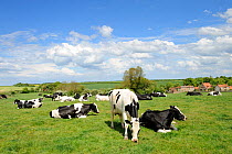 Friesian / Holstein dairy cows on pasture. Norfolk, UK, May.