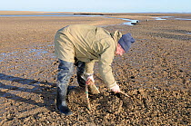 Traditional collecting of Edible Cockles (Cerastoderma / Cardium edule) using a rake and net bag. North Norfolk Saltmarsh, England, March.