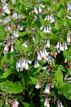 Comfrey (Symphytum ibericum) 'Hidcote Blue' in flower. Norfolk, England, April.
