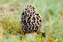 Edible fungi Common Morel (Morchella esculenta) fruiting body. Norfolk, England, April.