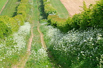 Farm track with mature hedgerow and Cow Parsley (Anthiscus sylvestris) flowering . Norfolk, UK, May.
