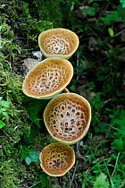 Fungi, Dryads Saddle (Polyporus squamosus) fresh fruiting bodies on fallen tree stump. Norfolk, UK, May.