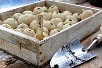 Seed potatoes, Swift variety (Solanum tuberosum) in wooden tray, ready for planting. Norfolk, UK, March.