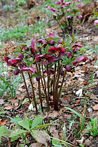 Hellebore (Helleborus ranunculaceae orientalis) planted in garden border in spring. UK, March.