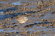 Grey Plover (Pluvialis squatarola) in winter plumage, pulling worm from the mud. Norfolk, UK, December.
