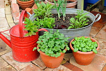 Patio gardening, various containers of herbs and salad crops growing in garden patio area. Norfolk, England, UK.