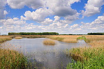 Inland waterway and reedbed, RSPB Lakenheath Fen. Suffolk, England, May 2011.