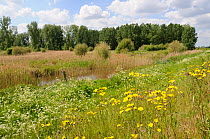 Inland wetland and scrub area, with Poplar (Populus) plantations in distance. RSPB Lakenheath fen, Suffolk, England, May.
