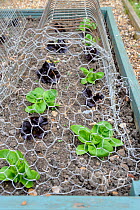 Lettuce (Lactuca sativa) plants protected with wire netting against bird damage. Norfolk, England, May.