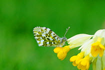 Orange Tip Butterfly (Anthocharis cardamines) female resting on flower. Norfolk, England, April.
