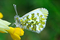 Orange Tip Butterfly (Anthocharis cardamines) female resting on flower. Norfolk, England, April.