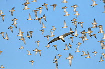 Peregrine (Falco peregrinus) in flight with flock of Golden Plover in background. Norfolk, England, February.