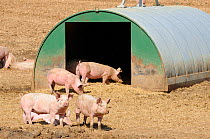 Pig (Sus scrofa domestica) farming, freerange pigs for fattening in enclosure on arable farmland. Norfolk, England, UK.