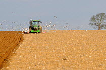 Flock of Gulls (Larus argentatus) following a ploughing tractor. Norfolk, UK, March.