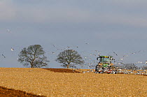 Flock of Gulls (Larus argentatus) following a ploughing tractor. Norfolk, UK, March.