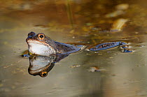 Common Frog (Rana temporaria) in garden pond. UK, March.
