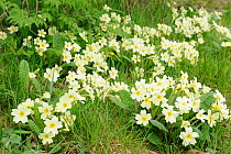 Primroses (Primula vulgaris) in flower. Norfolk, England, April.