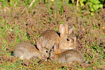 European Rabbits (Oryctolagus cuniculus) adult female with young attempting to suckle. Norfolk, England, May.