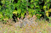 European Rabbits (Oryctolagus cuniculus) young in grass. Norfolk, England, May.