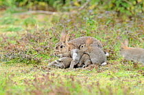 European Rabbits (Oryctolagus cuniculus) adult female with young suckling. Norfolk, England, May.