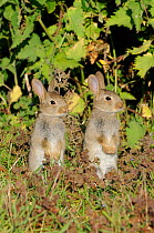 European Rabbit (Oryctolagus cuniculus) babies standing on hind legs. Norfolk, England, May.