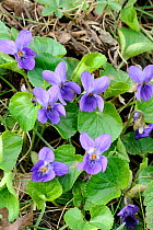 Sweet Violet (Viola odorata) close up view of blooms in wildlife garden. Norfolk, UK, April.