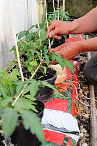 Training Tomato (Solanum lycopersicum) plants, gardener fixing string to support greenhouse tomatoes in growbags, note plants in bottomless pots placed in growbag to increase root run. Norfolk, Englan...