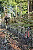 Man constructing traditional wattle willow-weave fence. Norfolk, UK, March.