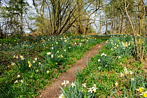 Naturalised Daffodils, (Narcissus) cultivar growing beside woodland path in ancient woodland. Thursford Wood, Norfolk, England, April.