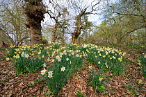 Naturalised Daffodils (Narcissus) cultivar growing in ancient woodland. Thursford Wood, Norfolk, England, April.