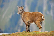 Alpine Ibex (Capra ibex) young. Niederhorn, Interlaken, Switzerland, Europe, September.