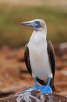 Blue-footed Booby (Sula nebouxii). Seymour Norte Island, Galapagos Islands, Ecuador, South America, September.