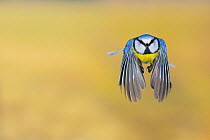 Blue Tit (Parus caeruleus) adult in flight. Zug, Switzerland, Europe, February.
