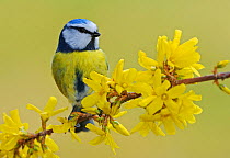 Blue Tit (Parus caeruleus) adult perched on a blooming Forsythia (Forsythia intermedia). Zug, Switzerland, Europe, March.