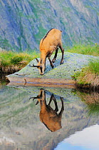 Chamois (Rupicapra rupicapra) adult with reflection in lake. Grimsel, Bern, Switzerland, Europe, July.