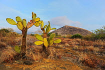 Prickly Pear Cactus (Opuntia echios) in dusty landscape. Puerto Egas Bay, Santiago Island, Galapagos Islands, Ecuador, South America, September 2008.