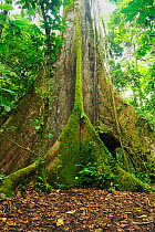 Kapok tree (Ceiba pentandra) buttressed aerial roots. Ecuador, South America.