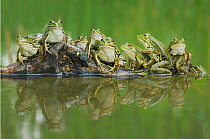 Edible Frog (Rana esculenta) many on log in water. Switzerland, June.