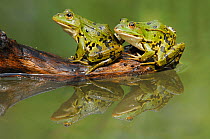 Edible Frogs (Rana esculenta) on log in water. Switzerland, July.