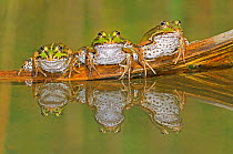 Three Edible Frogs (Rana esculenta) on a log in water. Switzerland, Europe, July.