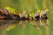 Edible Frogs (Rana esculenta) on log in water. Switzerland, Europe, July.