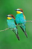 European Bee-eater (Merops apiaster) perched. Hungary, Europe, May.