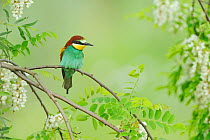 European Bee-eater (Merops apiaster) adult. Hungary, Europe, May.