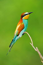 European Bee-eater (Merops apiaster). Hungary, Europe, May.