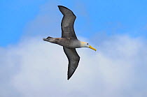 Galapagos / Waved Albatross (Diomedea / Phoebastria irrorata) adult in flight. Espanola Island, Galapagos, Ecuador, South America.