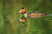 Great-crested Grebe (Podiceps cristatus) adult on water. Switzerland, Europe, May.
