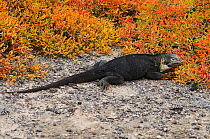 Galapagos Land Iguana (Conolophus subcristatus). Plaza Sur Island, Galapagos Islands, Ecuador, South America.