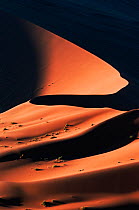 Sand dunes at last light. Sossusvlei, Namib Naukluft National Park, Namibia, Africa.