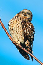 Short-eared Owl (Asio flammeus). Austria.